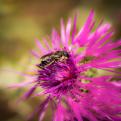 abeille solitaire
