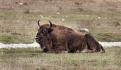 07 bison