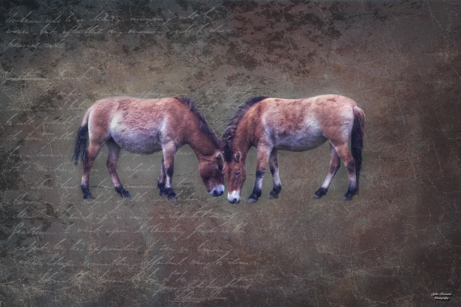 01 Cheval de Przewalski