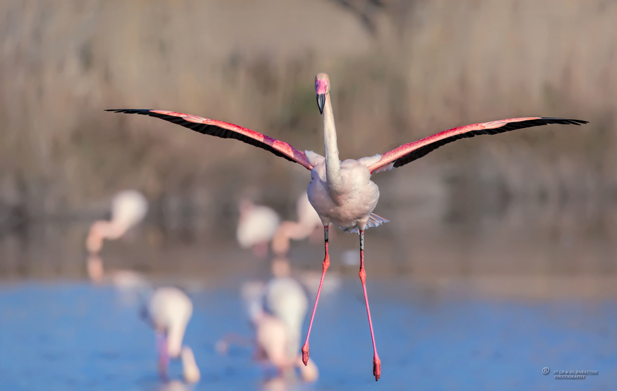 02-Flamant