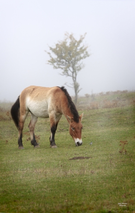 02 Cheval de Przewalski-2