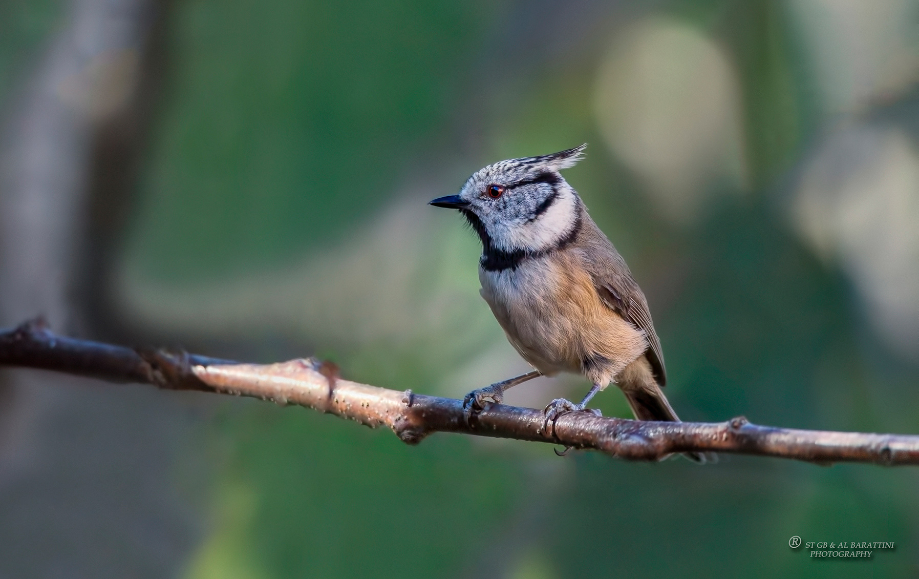 1-Mésange-Huppée