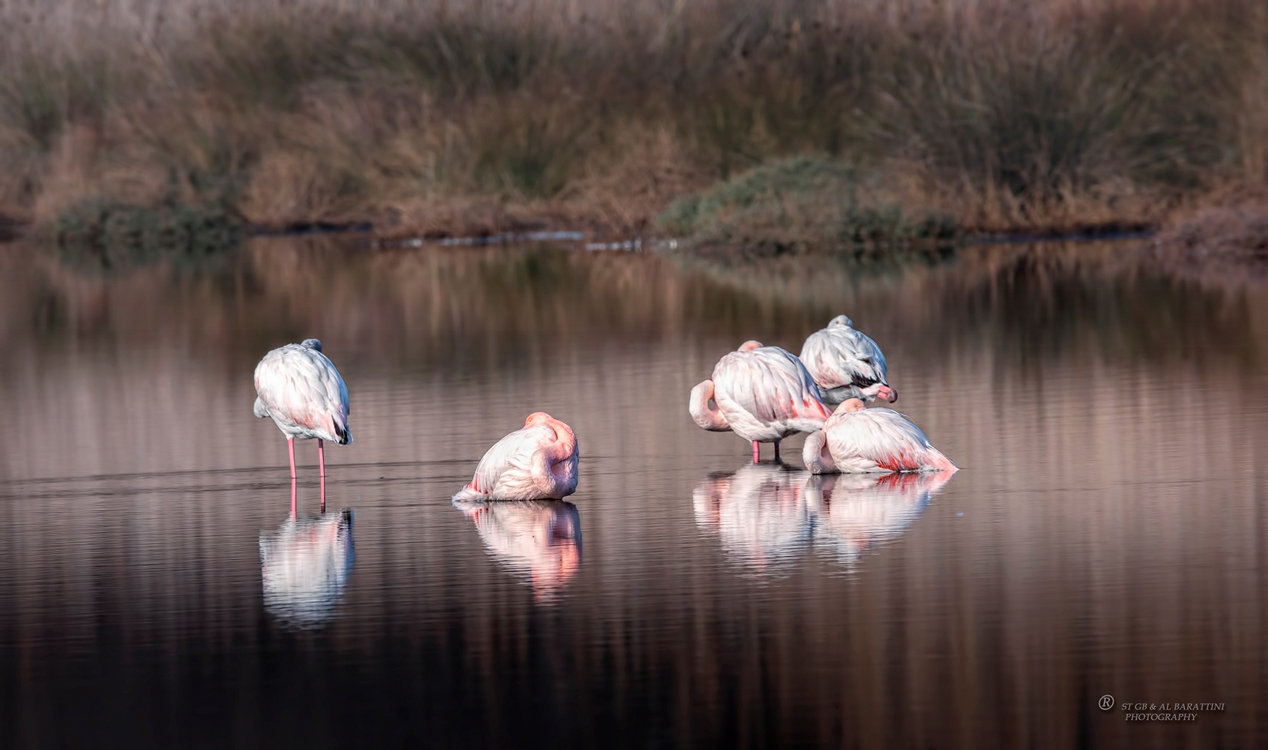 10-Flamants roses