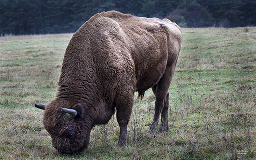 10 bison