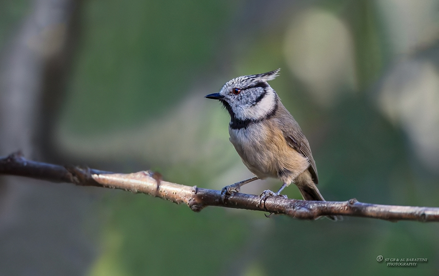 129-Mésange-Huppée