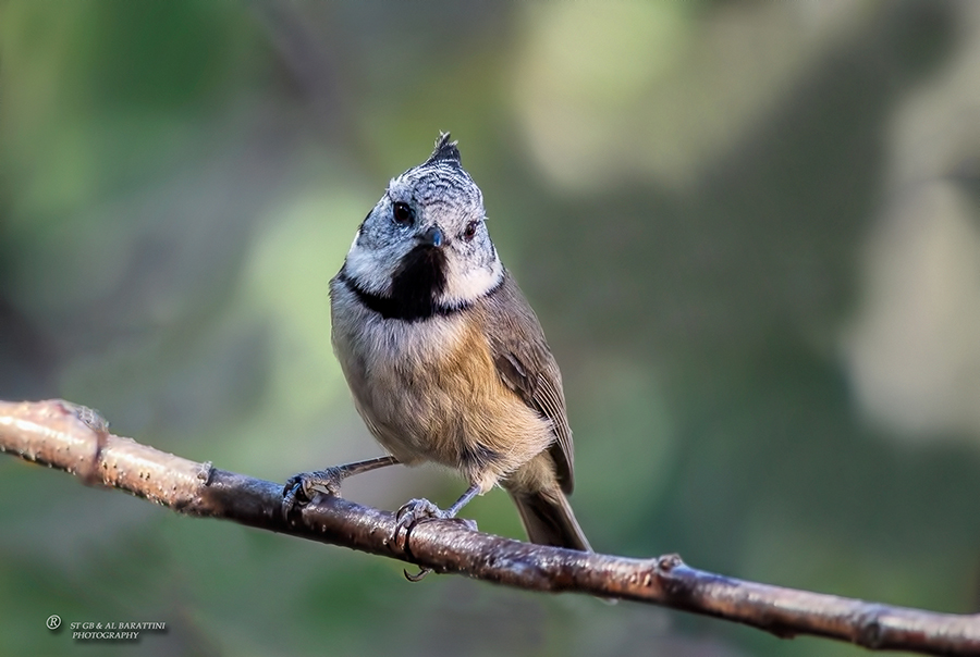 130-Mésange-Huppée