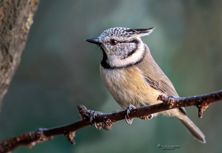 131-Mésange-Huppée