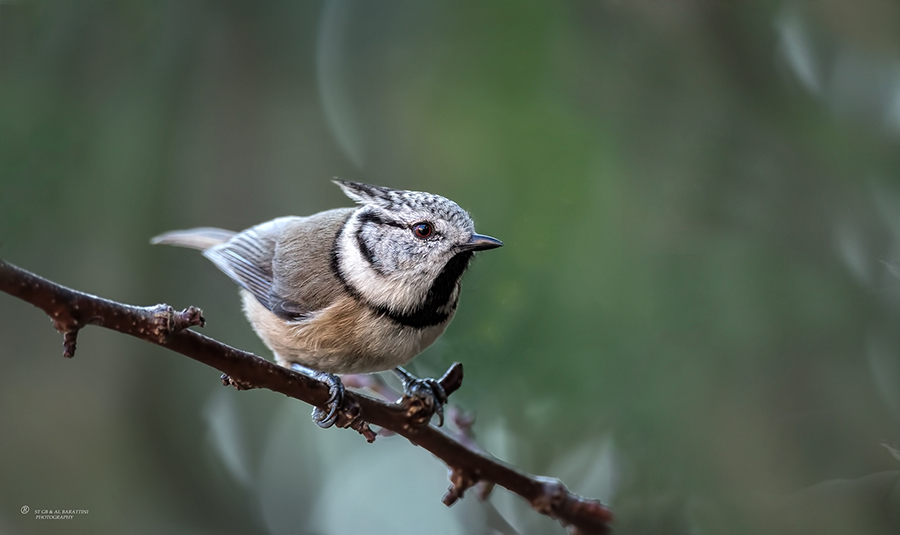 132-Mésange-Huppée