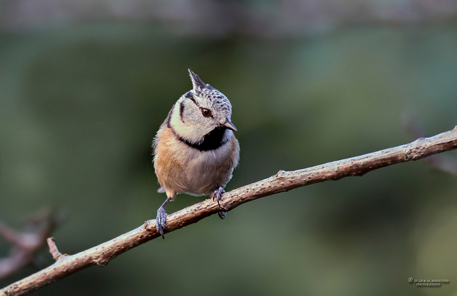 134-Mésange-Huppée