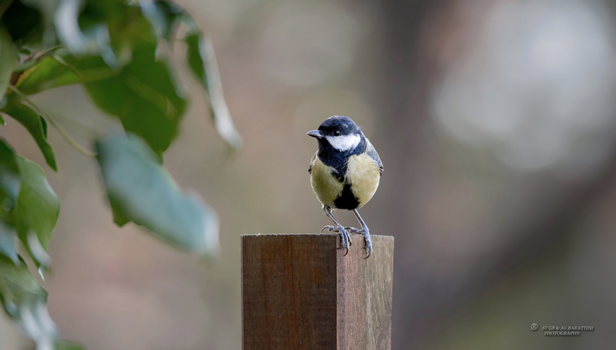 15-Mésange-Charbonnière