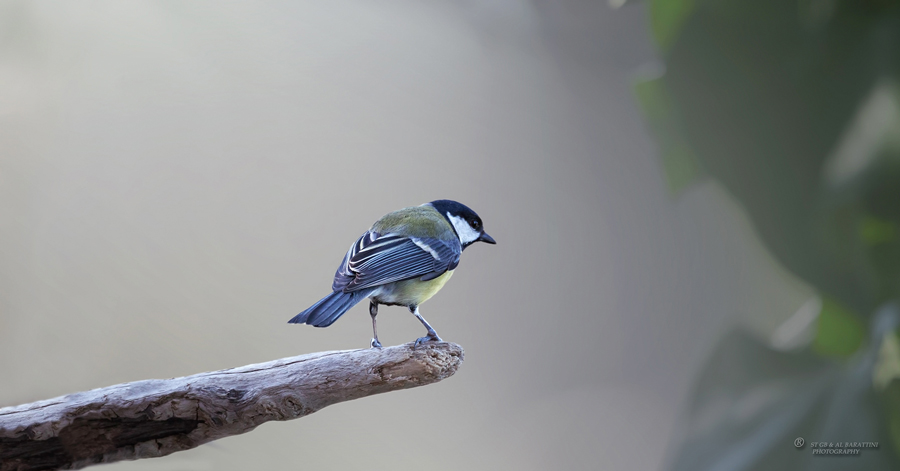 16-Mésange-Charbonnière