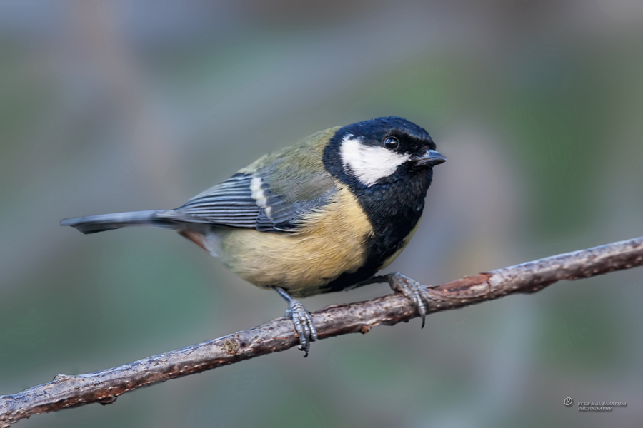 17-Mésange-Charbonnière