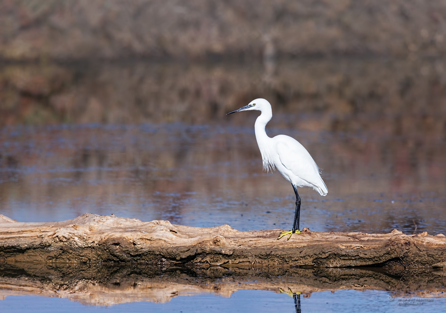 20-Aigrette