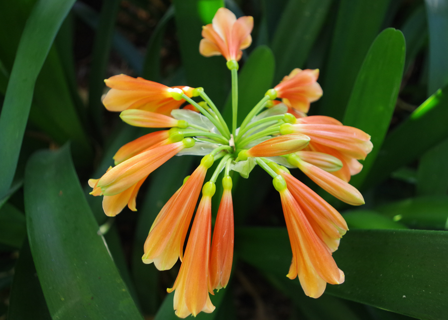 2020 Nice villa Ephrussi ext.-9