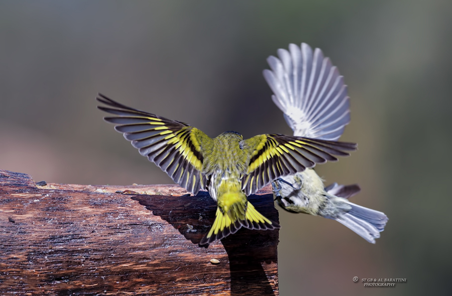 29-Tarin-Mésange-Bleue