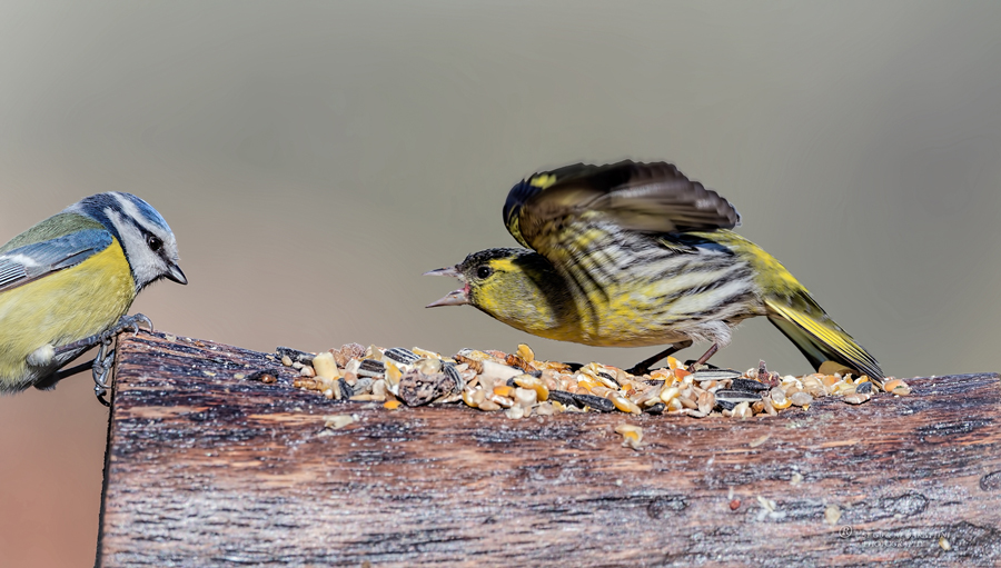 32-Mésange-bleue-et-Tarin
