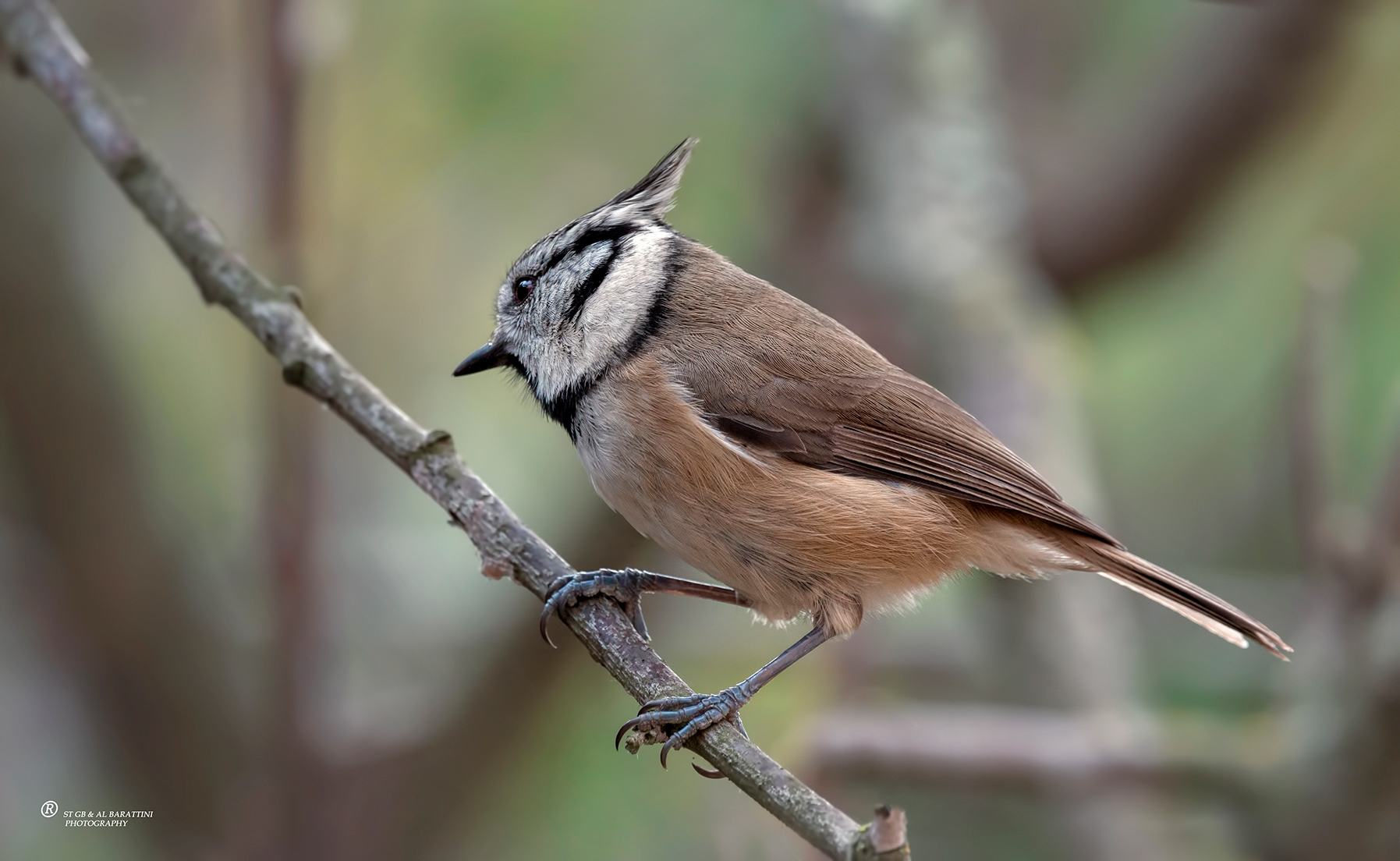 5-Mésange-Huppée