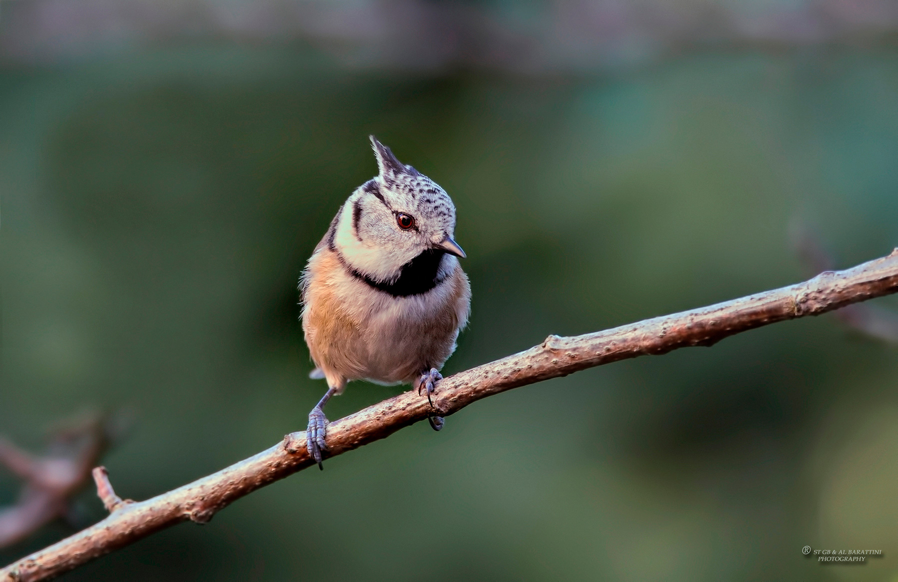 6-Mésange-Huppée