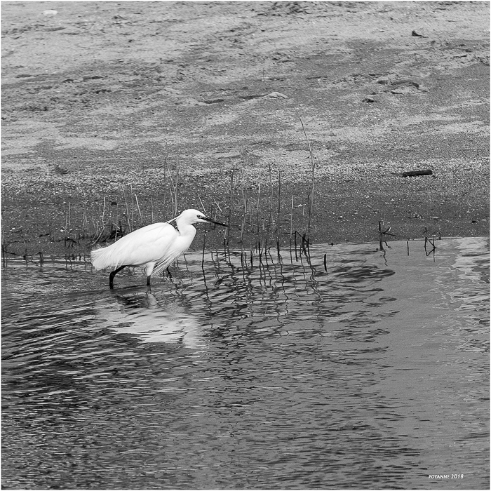 Aigrette garzette11