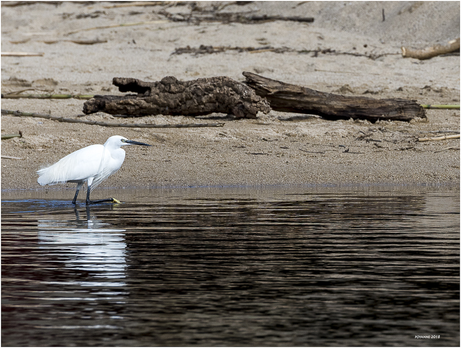 Aigrette garzette13