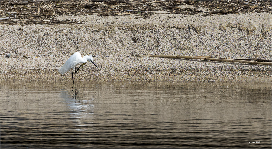 Aigrette garzette15