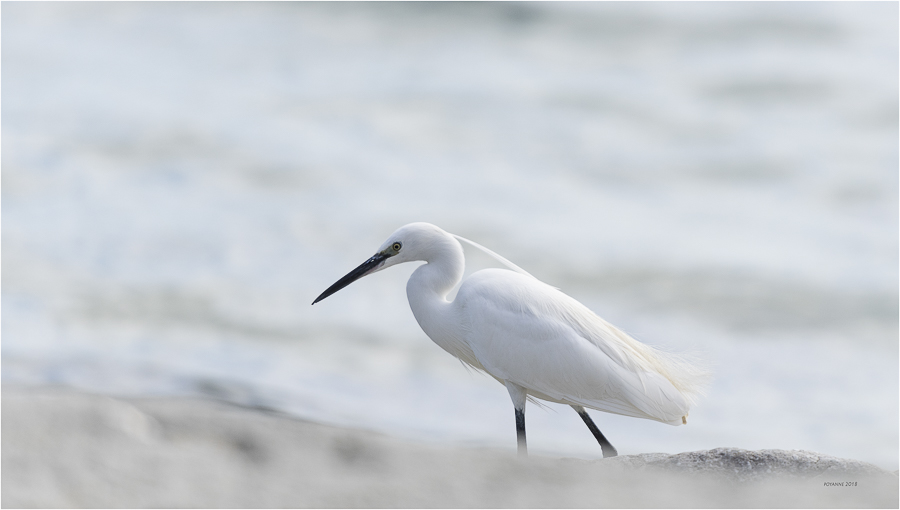 Aigrette garzette2