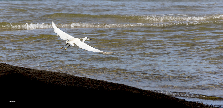 Aigrette garzette20