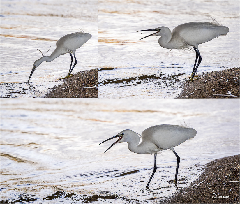 Aigrette garzette6
