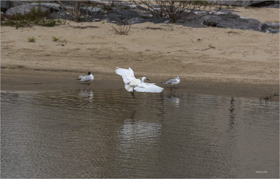 Aigrette garzette9