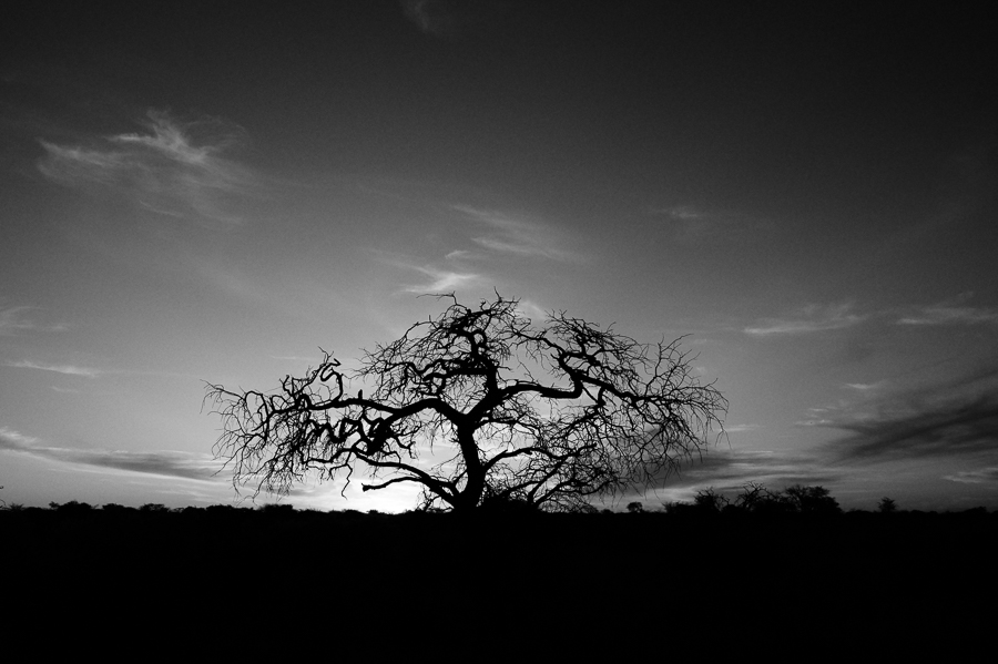 Arbres Namibie-10