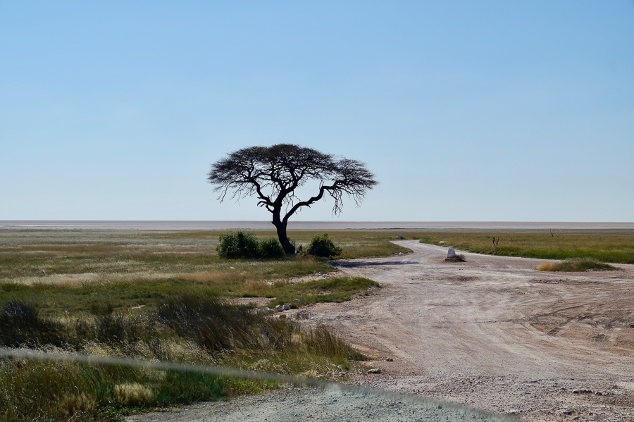 Arbres Namibie-11