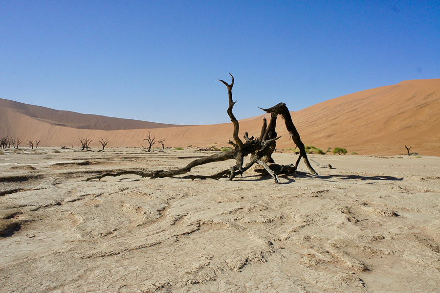 Arbres Namibie-2
