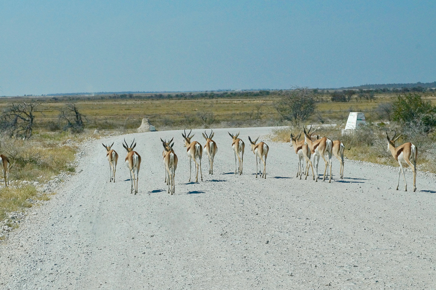 Faune Namibie-2
