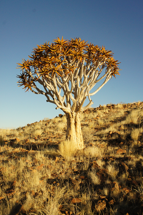Arbres Namibie-4