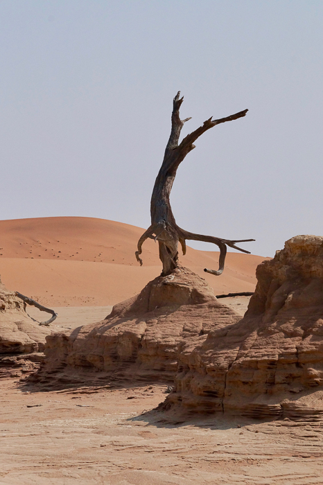 Arbres Namibie-6