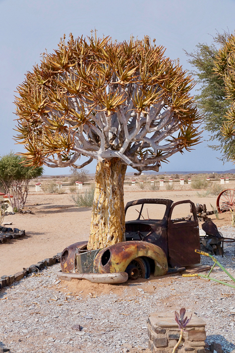 Arbres Namibie-7