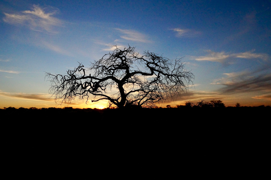 Arbres Namibie-9