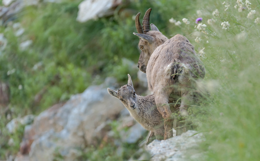 Bouquetins13