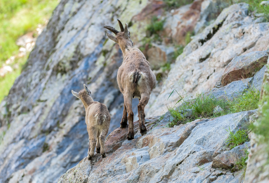 Bouquetins9