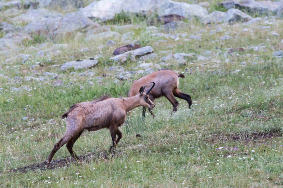 Chamois12