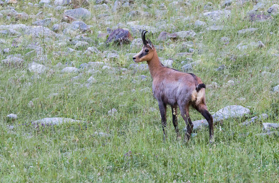 Chamois18