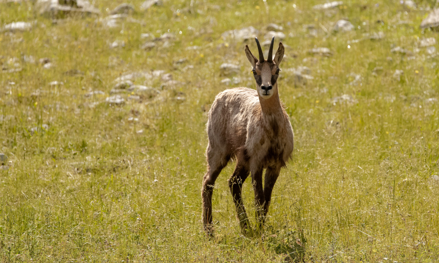 Chamois2