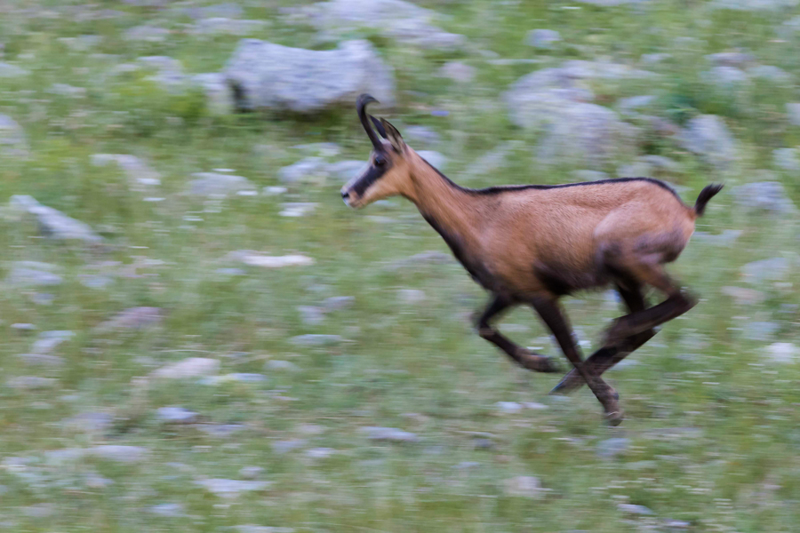 Chamois20