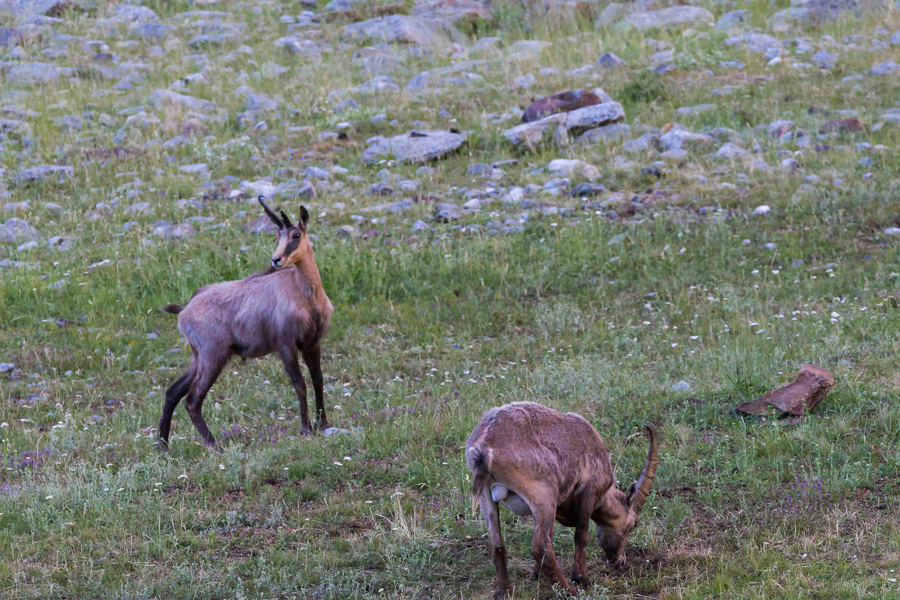 Chamois21