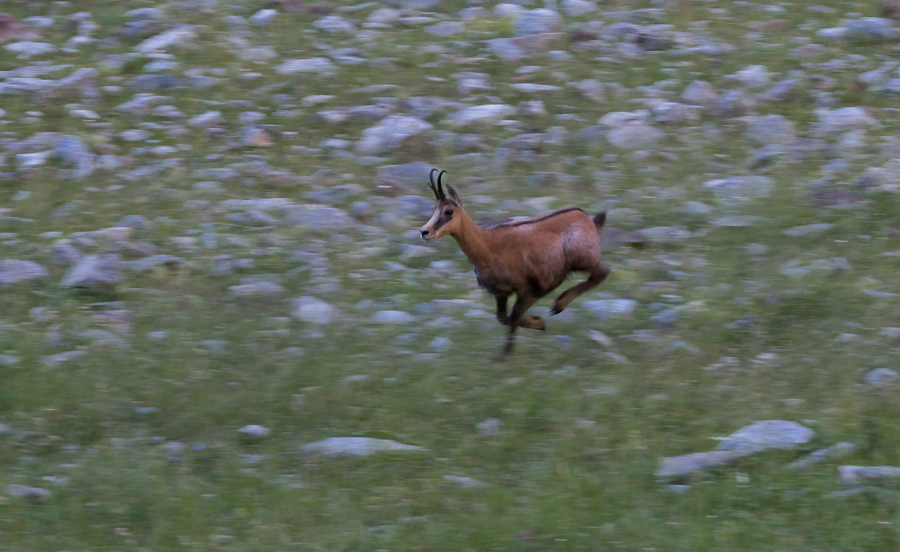 Chamois23