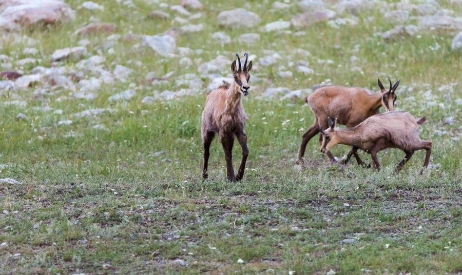 Chamois24