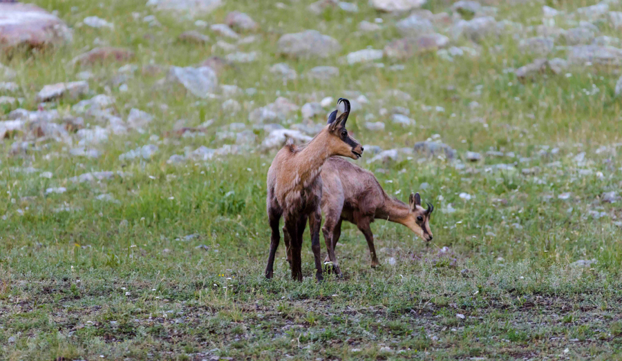 Chamois26
