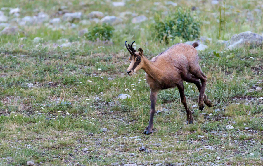 Chamois29