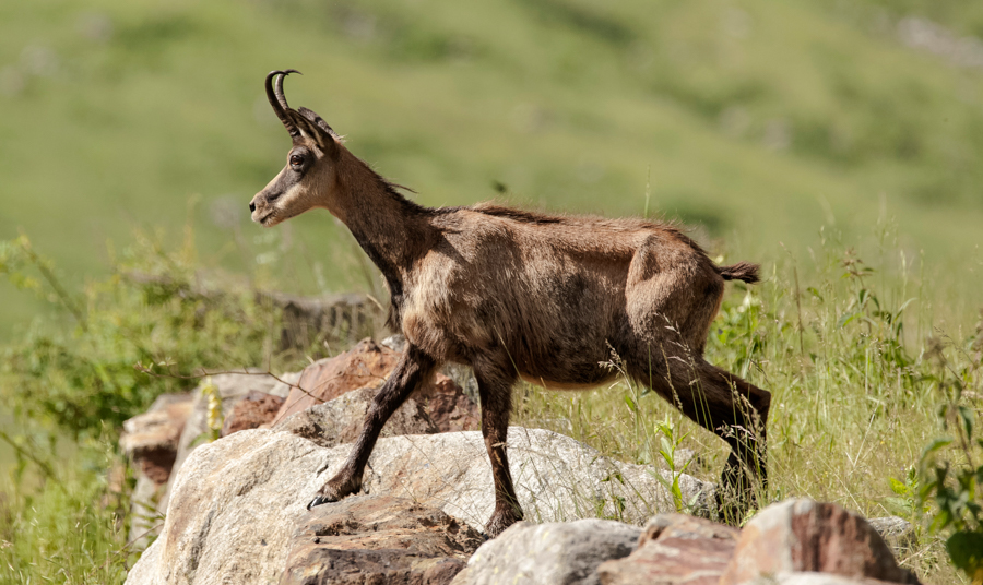 Chamois3