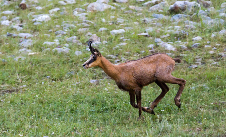 Chamois31